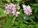 Indigofera decora_2 